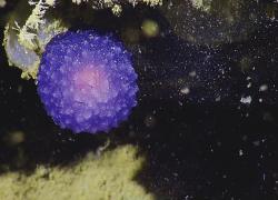 glowing orb deep sea nautilus