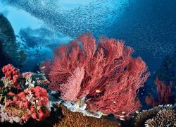 Coral reefscapes