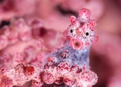 Pygmy seahorse coral facts