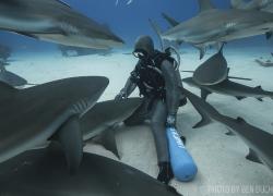 cristina zenato dives with sharks in bahamas 