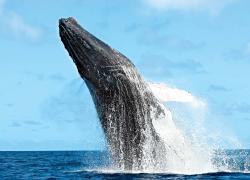 Humpback whales silver bank snorkeling
