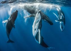 humpback whales tahiti