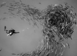 diver selfie stick school of fish