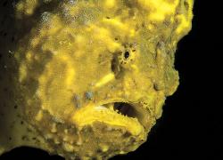 frogfish yellow sponge Bonaire colorful