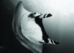 Gian pacific manta