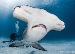 hammerhead