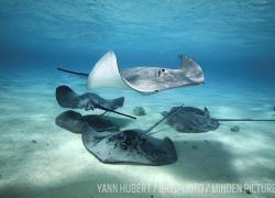 stingrays in tahiti 