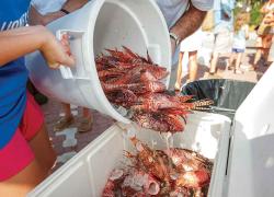 lionfish derby REEF florida