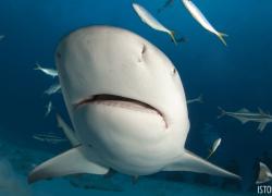 scuba diving with bull sharks in mexico