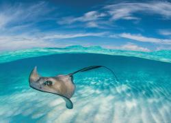Stingray
