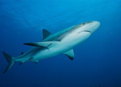 sharks liveaboard trip bahamas