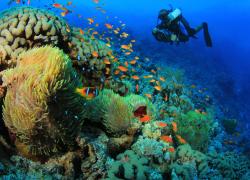 underwater photographer red sea, Egypt