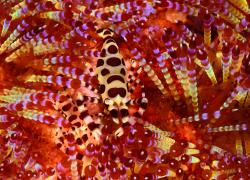 Coleman Shrimp Underwater Photography 