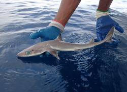 new shark species Florida