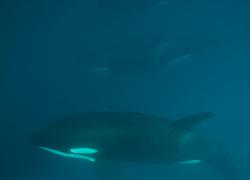killer whales sri lanka