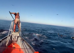Stanford researcher attaching underwater cameras to whales