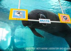 Super Bowl 50 Denver Broncos Carolina Panthers Manatee pick