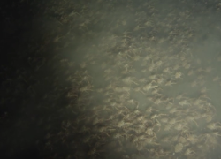 Swarming crabs video