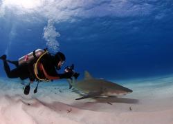 Diving with Sharks