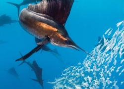Scuba diving swordfish encounter Mexico