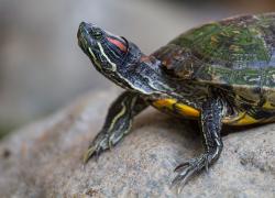 terrapin