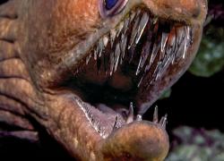 Moray Eel Teeth