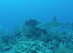 shark diving belize