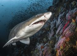 scuba diving south africa shark