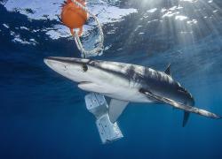 shark feeding controversial