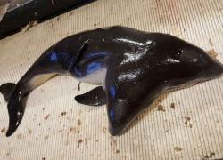 two headed porpoise found