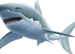 great white shark