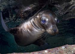 sea lion pup Mexico