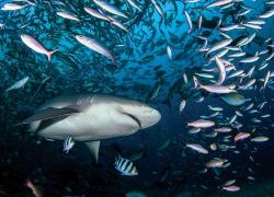 scuba diving sharks fiji