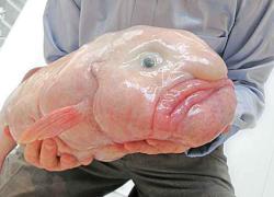 blobfish