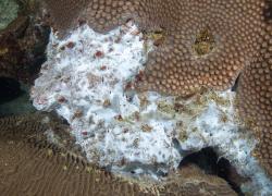 dying coral gulf of mexico