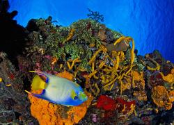 cozumel advanced scuba diving
