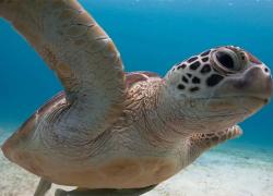 sea turtle scuba diving dimakya island