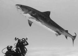 underwater photo contest