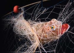 fish caught fishing net