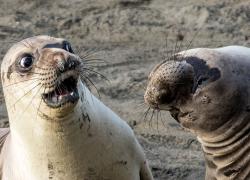 funny wildlife photo competition