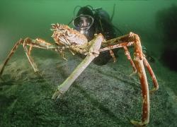 japanese spider crab