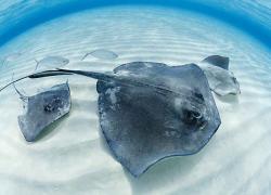 Stingray city grand cayman