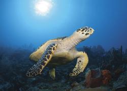 hawksbill sea turtle
