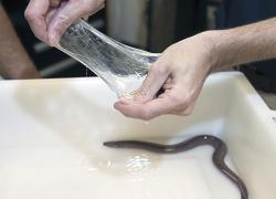 hagfish slime