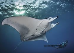 manta rays scuba diving hawaii