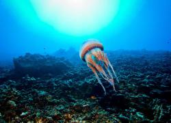 Hawaii underwater photo workshop