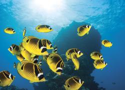 raccoon butterflyfish