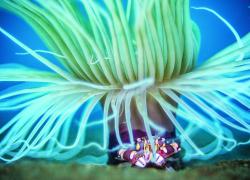 anemone macro photography