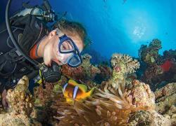 scuba diving anemonefish reef