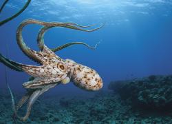 octopus scuba diving hawaii